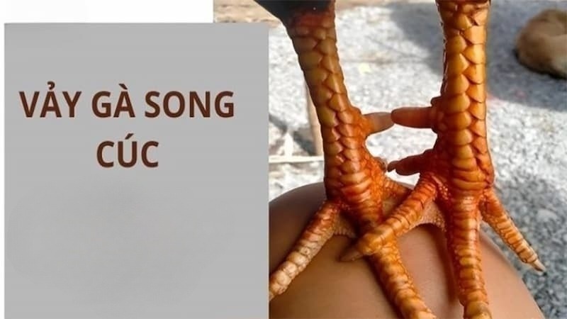 Vảy Song Cúc (Song Liên Giáp) quý hiếm